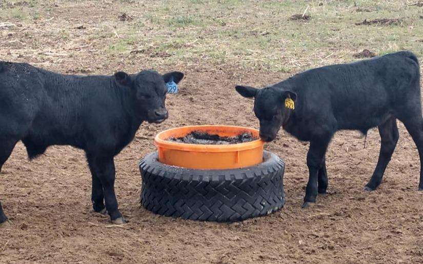 Biochar Use in the Livestock Industry